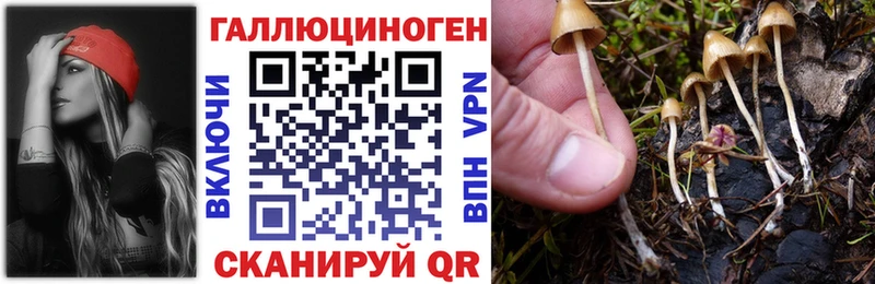 Купить  Островной  Галлюциногенные грибы Psilocybe 